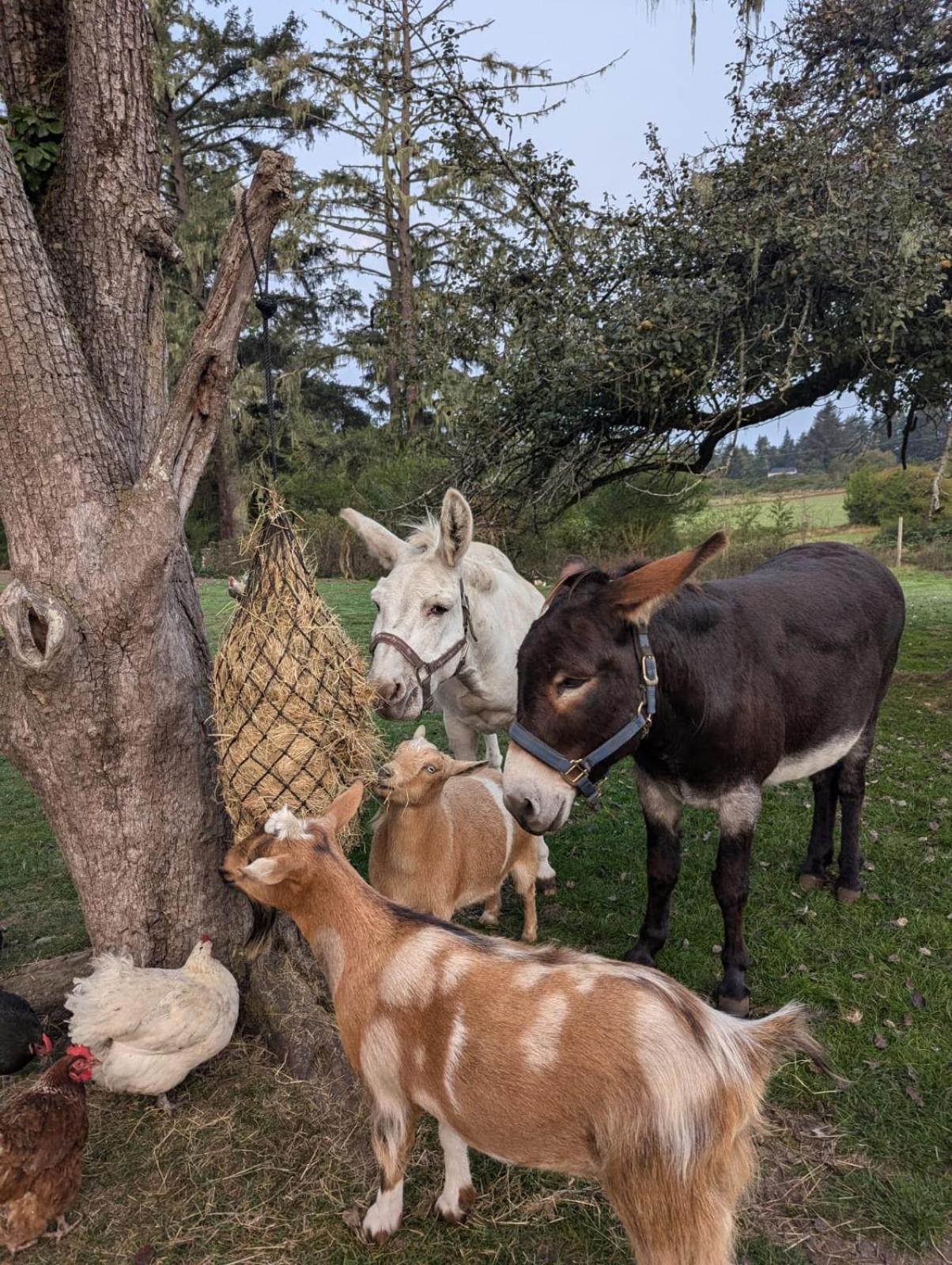סוק Woodside Farm Country Inn מראה חיצוני תמונה